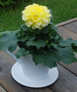 Kopp i plåt som ytterkruka