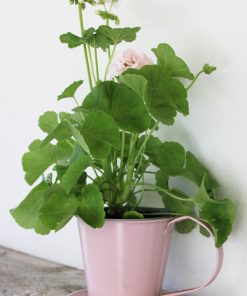 Kopp rosa miljöbild.